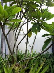 Seletar Park Residence (D28), Condominium #520539971